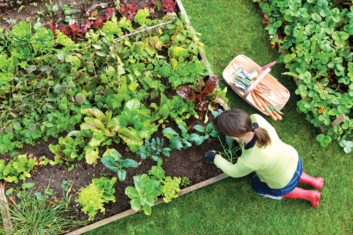 Birds eye view of a woman gardener weeding an organic vegetable garden with a hand fork.